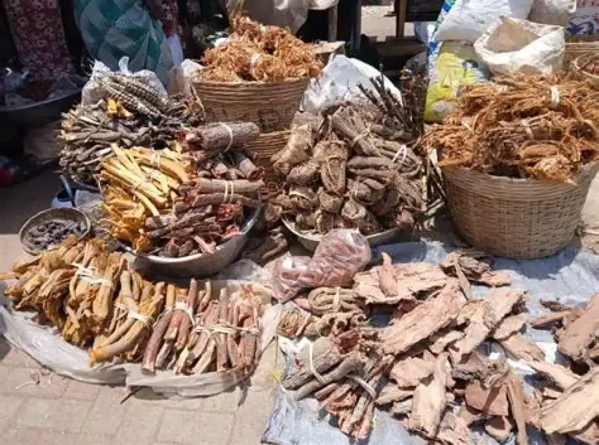Herbal medicine is not main cause of kidney disease – Expert